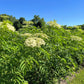 ELDERBERRY 'Bob Gordon' --Sambucus canadensis--