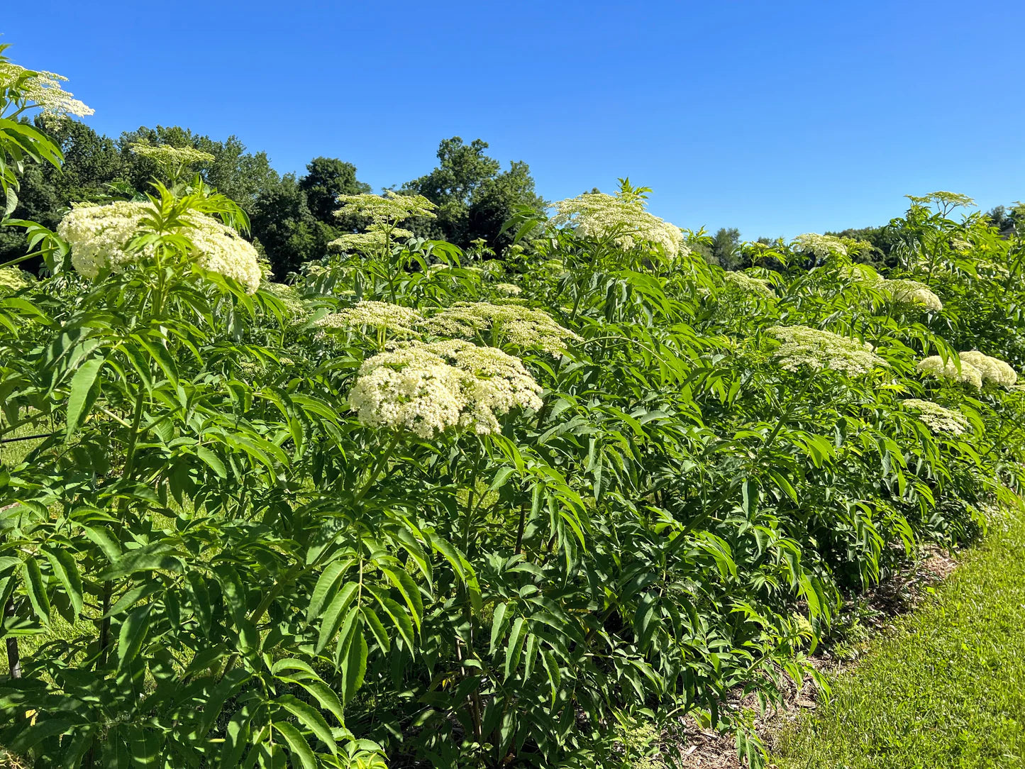 ELDERBERRY 'Bob Gordon' --Sambucus canadensis--