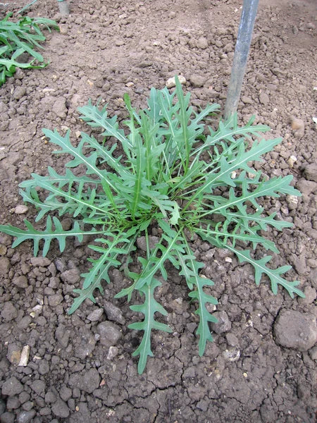 ARUGULA 'Ancona' --Diplotaxis tenuifolia--
