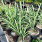 LEMONGRASS 'Citratus' --Cymbopogon citratus--