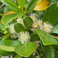 GUAVA 'Strawberry' --Psidium cattleyanum--