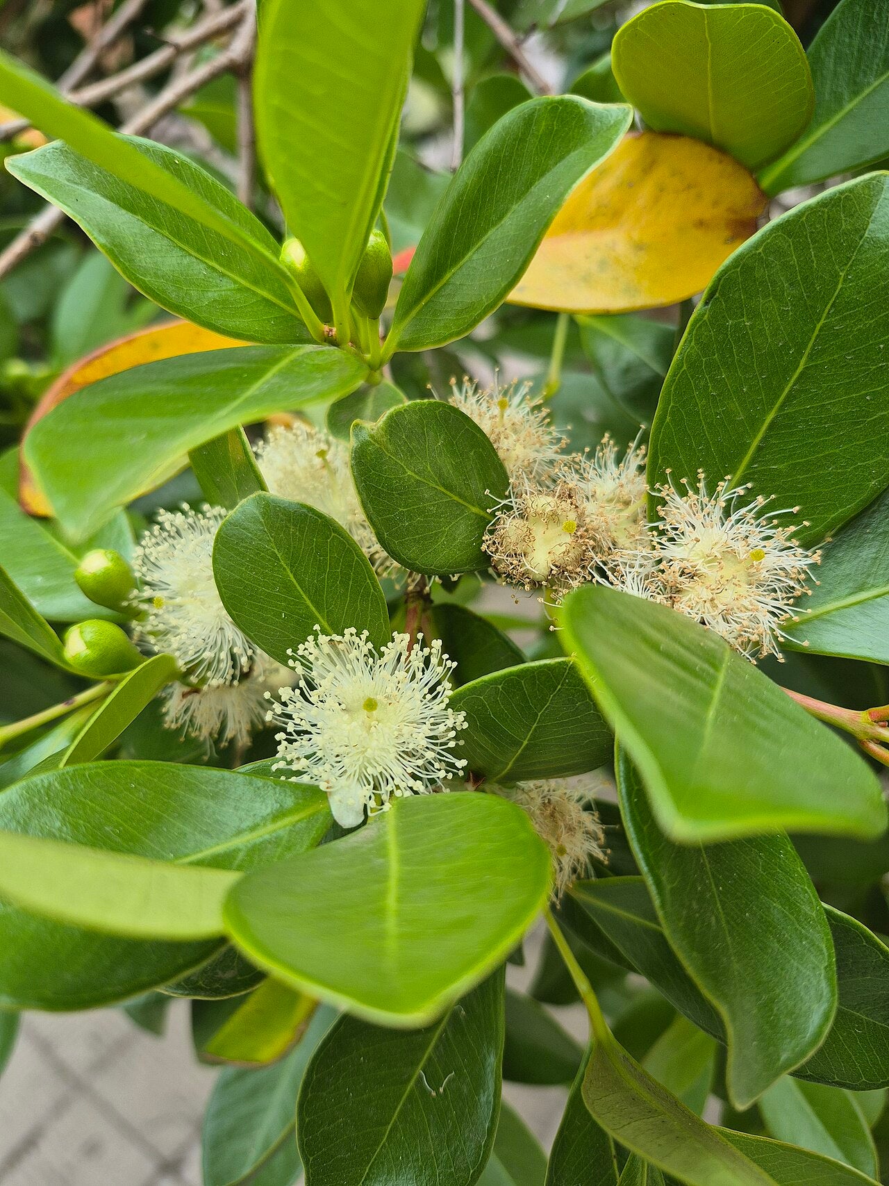 GUAVA 'Strawberry' --Psidium cattleyanum--