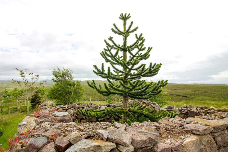 MONKEY PUZZLE TREE --Araucaria araucana--