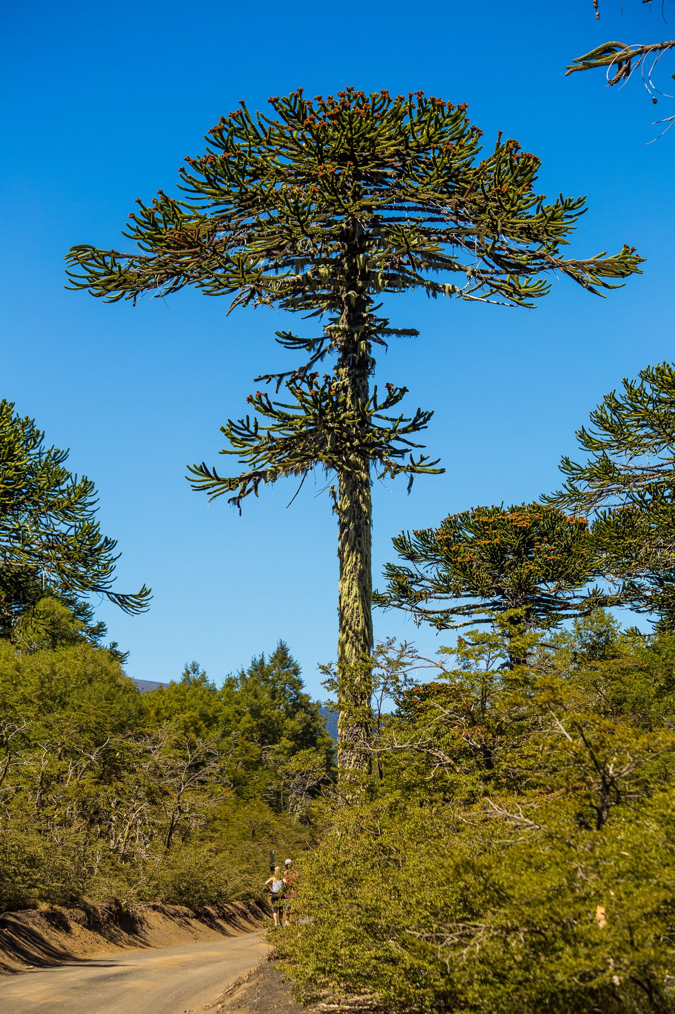 MONKEY PUZZLE TREE --Araucaria araucana--