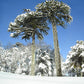 MONKEY PUZZLE TREE --Araucaria araucana--