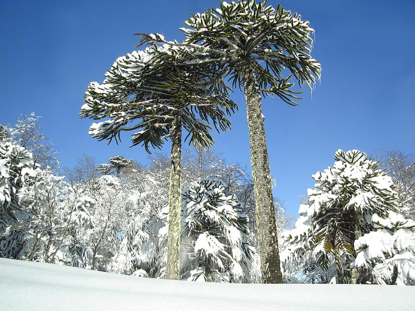 MONKEY PUZZLE TREE --Araucaria araucana--