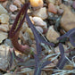 Aristolochia watsonii --Watson's Pipevine--