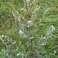 MUGWORT 'Common' --Artemisia vulgaris--