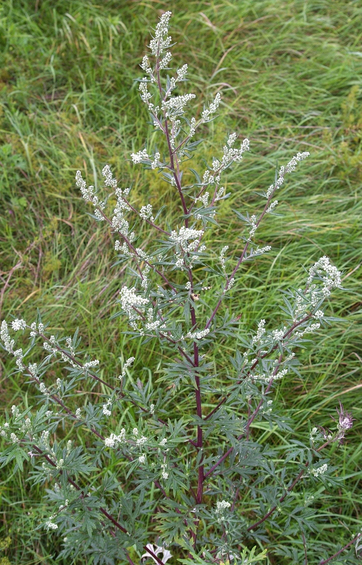 MUGWORT 'Common' --Artemisia vulgaris--