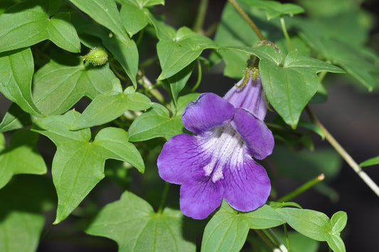 Maurandella antirrhiniflora --Purple Snapdragon Vine--