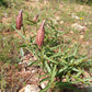 Asclepias asperula --Antelopehorn Milkweed--
