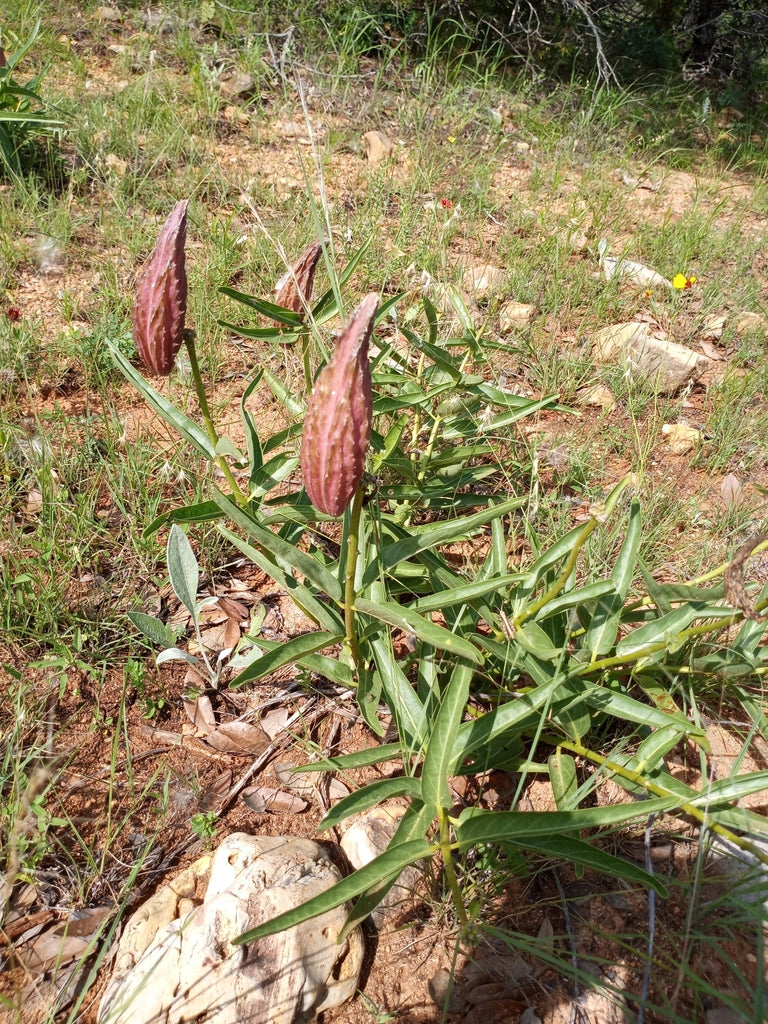 Asclepias asperula --Antelopehorn Milkweed--