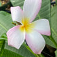 Plumeria #60 A1