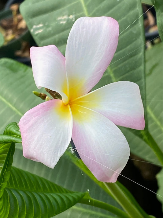 Plumeria #60 A1