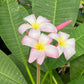 Plumeria #60 A1