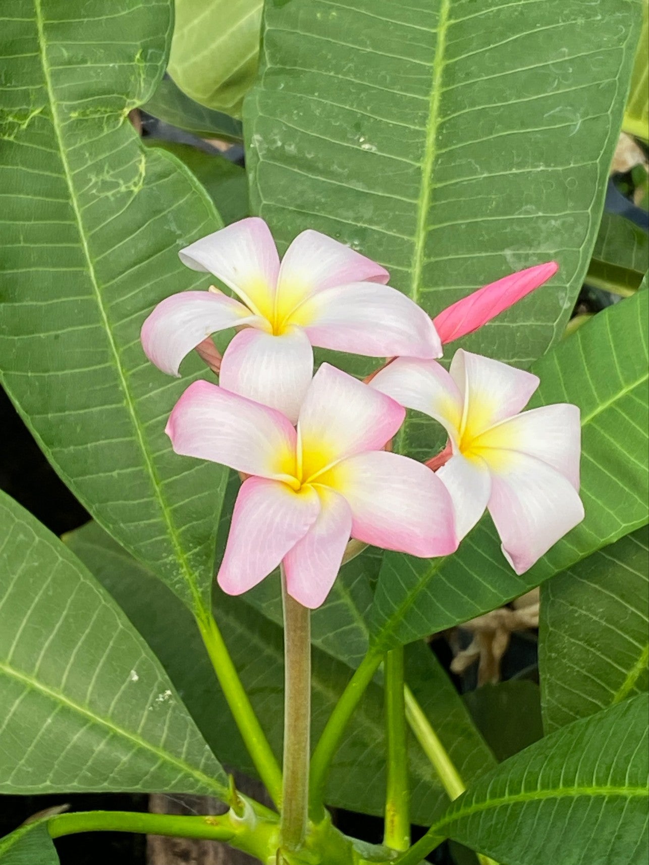 Plumeria #60 A1