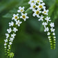 Heliotropium angiospermum --Scorpion Tail--