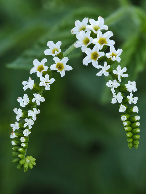 Heliotropium angiospermum --Scorpion Tail--