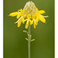 Dalea aurea --Golden Dahlia--