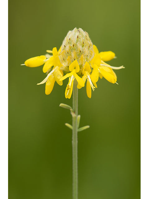 Dalea aurea --Golden Dahlia--