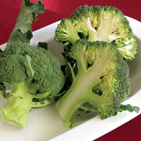 BROCCOLI 'Fiesta'