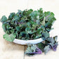 BRUSSELS SPROUT 'Kissin' Kale'