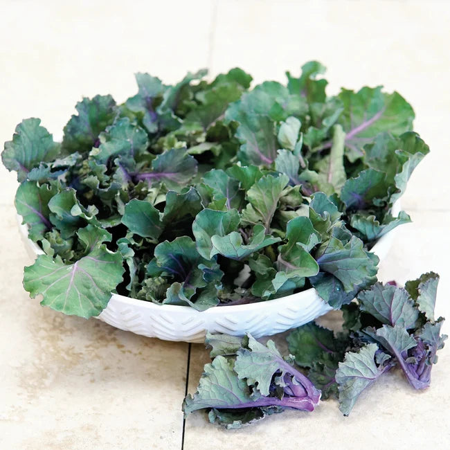 BRUSSELS SPROUT 'Kissin' Kale'