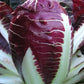 RADICCHIO 'Baldo'