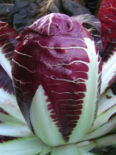 RADICCHIO 'Baldo'