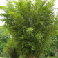 Bambusa multiplex 'Riviereorum' --Chinese Goddess Clumping Bamboo--