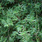 Bambusa multiplex 'Riviereorum' --Chinese Goddess Clumping Bamboo--