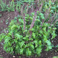 BASIL 'Mrihani' --Ocimum basilicum--