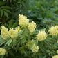 ELDERBERRY 'Red' --Sambucus racemosa--