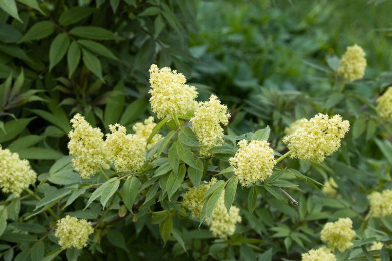 ELDERBERRY 'Red' --Sambucus racemosa--