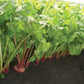 BEETS 'Guardsmark Chioggia'
