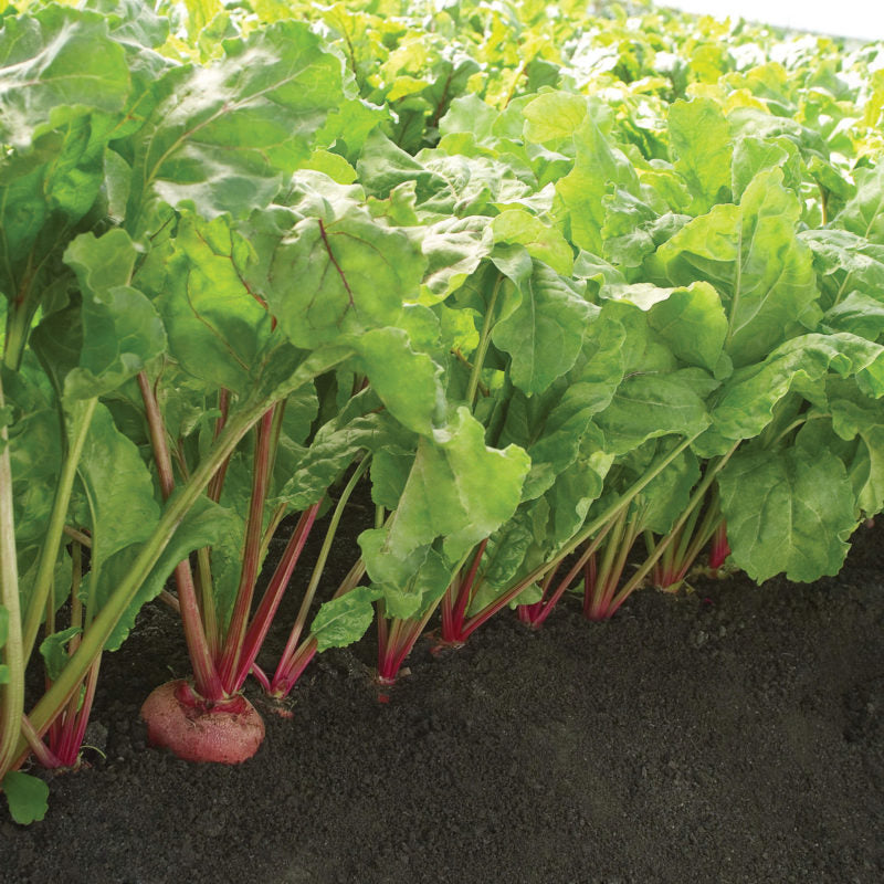 BEETS 'Guardsmark Chioggia'