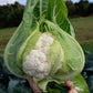 CAULIFLOWER 'Bermeo'