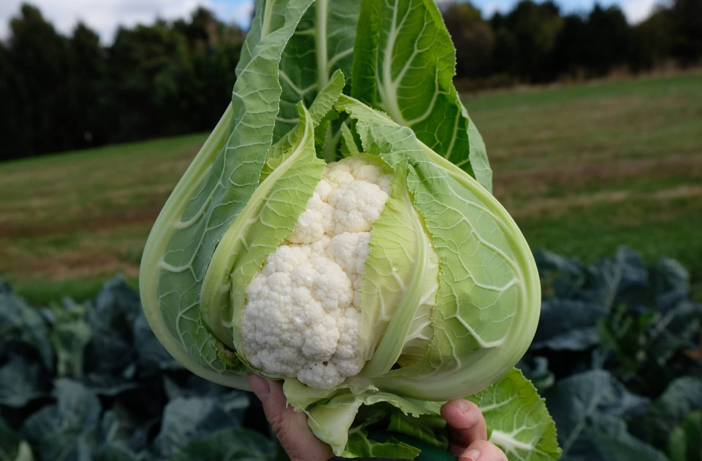 CAULIFLOWER 'Bermeo'