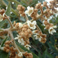 LOQUAT --Eriobotrya japonica--
