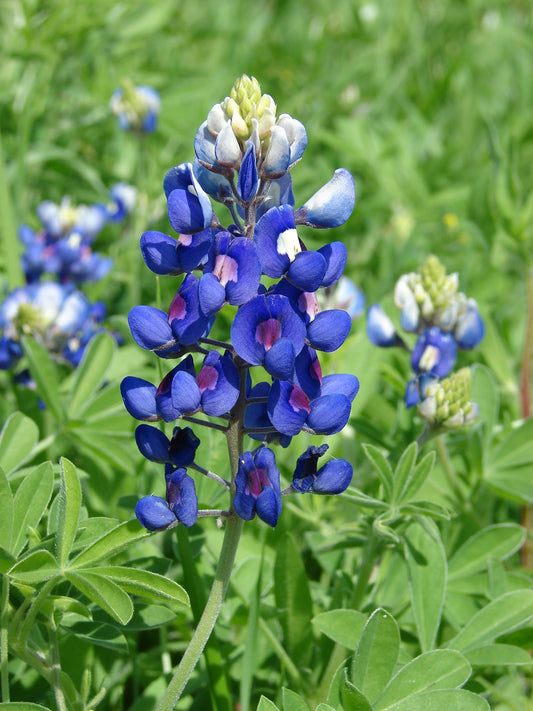 BLUEBONNET --Lupinus texensis--