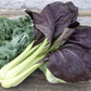 ASIAN GREENS 'Purple Shanghai'