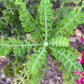 FRANKINCENSE 'True' --Boswellia sacra--