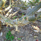 FRANKINCENSE 'True' --Boswellia sacra--