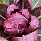 RADICCHIO 'Braci Ardenti'