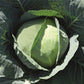 CABBAGE 'Bronco'