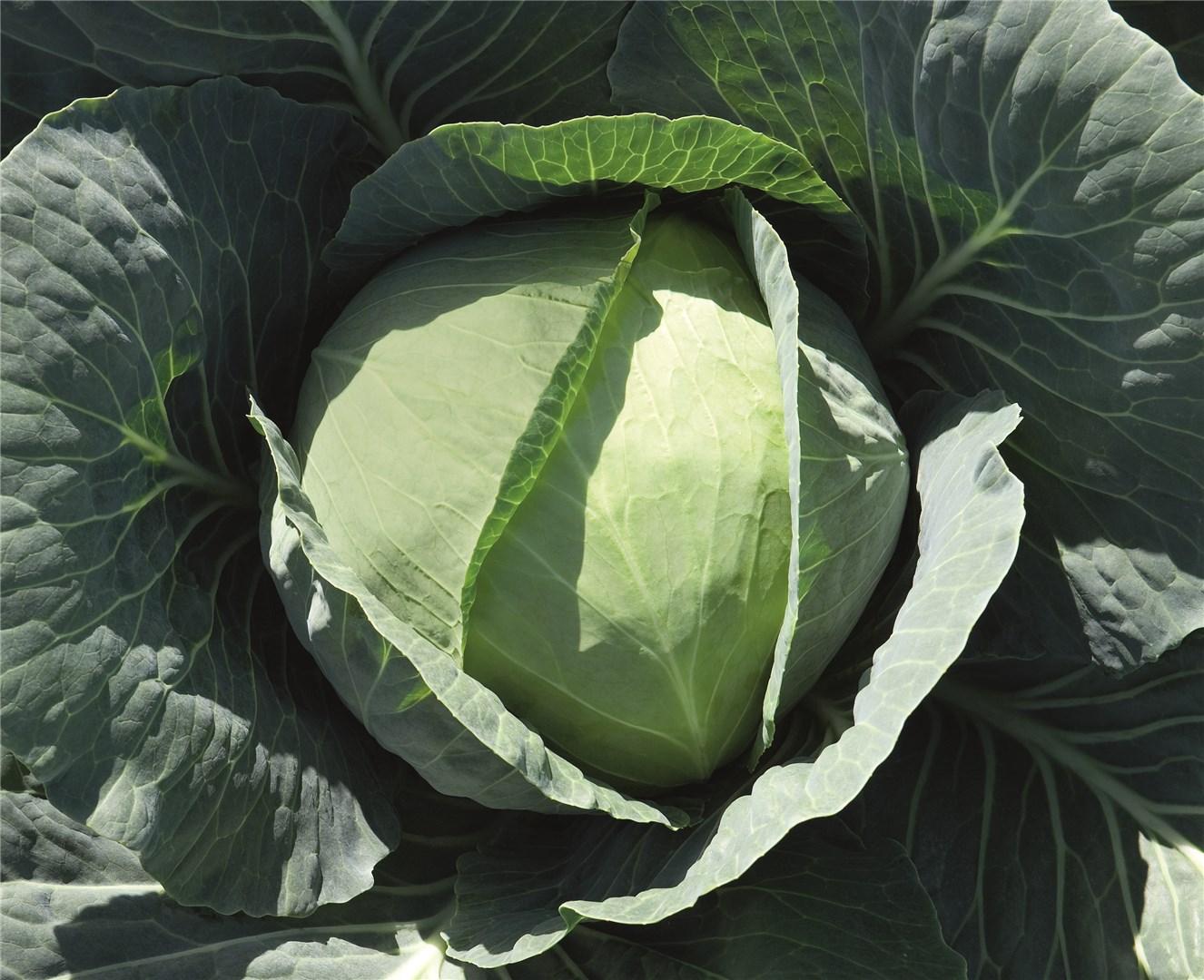 CABBAGE 'Bronco'