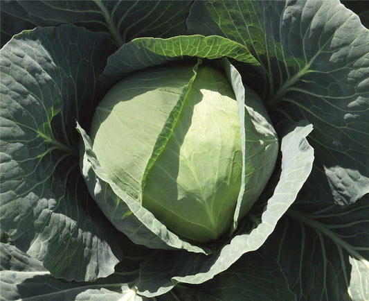 CABBAGE 'Bronco'