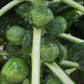 BRUSSELS SPROUT 'Nautic'