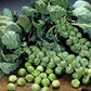 BRUSSELS SPROUT 'Catskill'