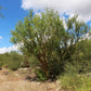 FRANKINCENSE 'Mexican' --Bursera fagaroides--